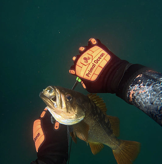 Primal Ocean 'Scallop Smasher' Spearfishing Gloves