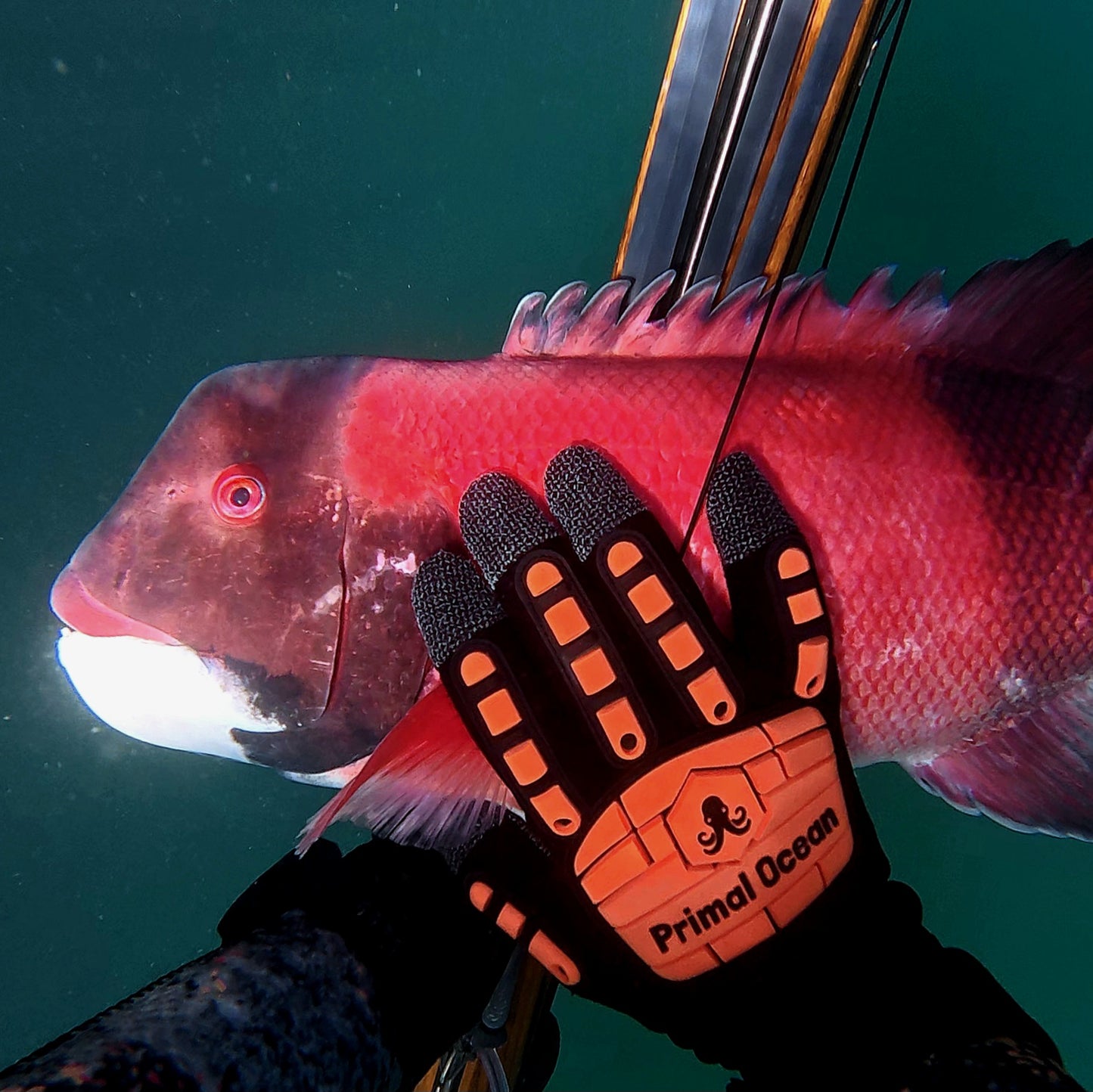 Primal Ocean 'Scallop Smasher' Spearfishing Gloves