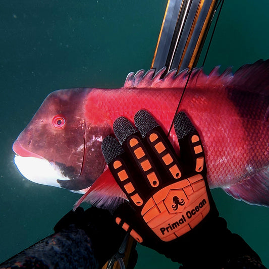 Primal Ocean 'Scallop Smasher' Spearfishing Gloves